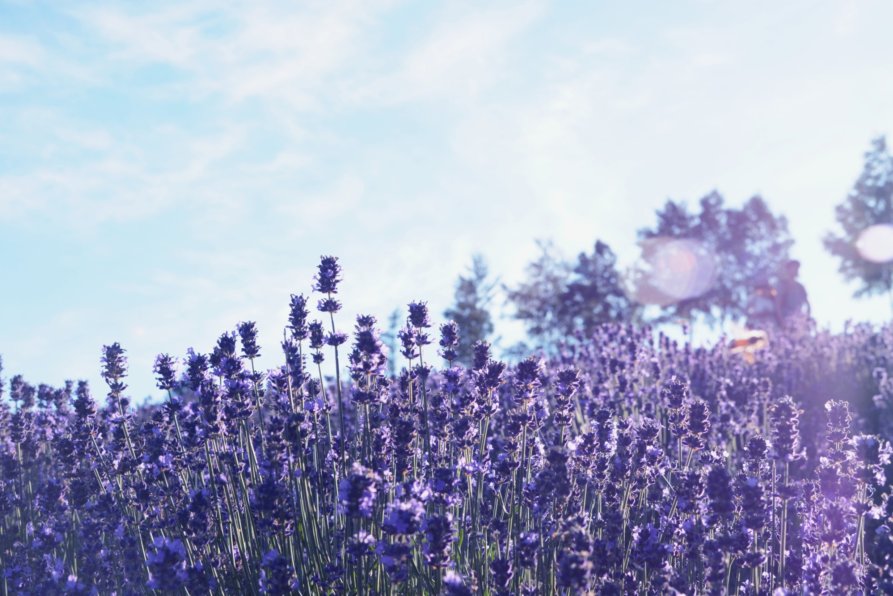 Lavender At Furano